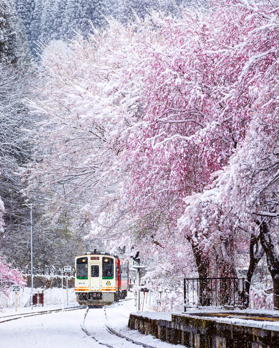 綺麗すぎる満開の桜と季節外れの雪と会津鉄道の写真がこちら‼