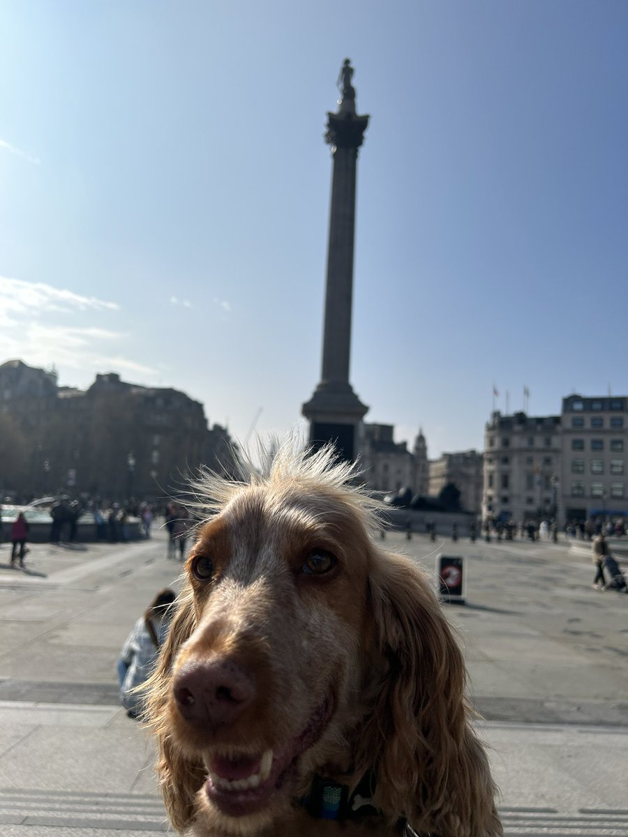 Alfred’s first day in the city - an Easter tour of the old pubs and churches of London…

#Easter #Easter2023 #London #dog #dogsoftwitter #spaniel #tour #weekend #dogoftheday #pub #EasterWeekend
