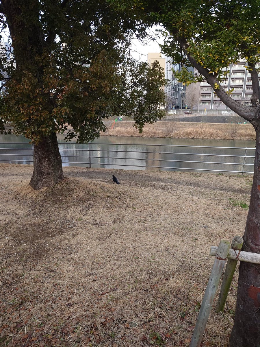 chicawa000's tweet photo. 手の生えたカラスがいたよ https://t.co/ZPu2rHvOa2