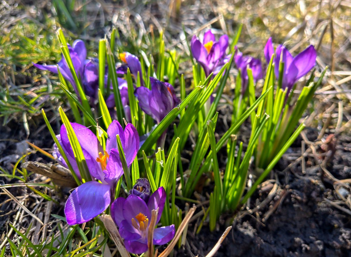 #easter #sunset and some #flowers 🙂 @Nokia @NokiaMobile @hmd_global @HMDGlobal @TheLightCo @teampureview @NokiamobBlog #nokia #nokia9 #photography #phoneography #5lenses #fivelenses #capturedbylight #shotonnokia #nokiamobile #nature #flower