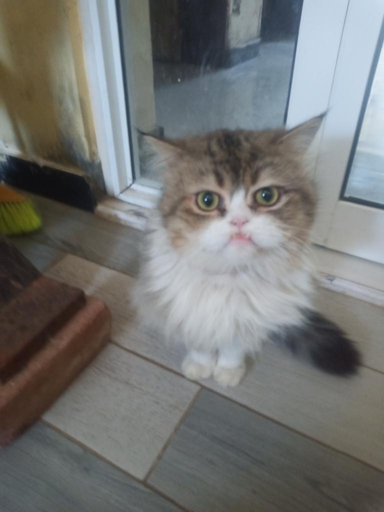 My Cat Mail Very Beautiful Picture.