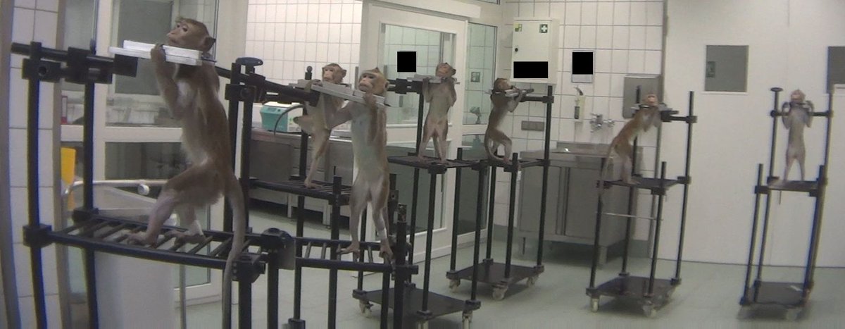 In 2020, 4,784 #nonhumanprimates used in EU labs, according to statistics released by European Commission. 88% were #longtailedmacaques, mainly used in regulatory toxicity (poisoning) tests. Other species were prosimians, marmosets, tamarins, rhesus macaques, vervets & baboons.