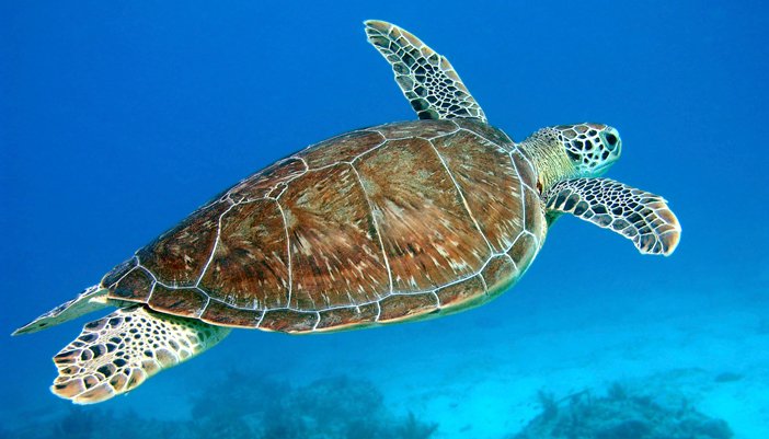 PcounYselorP's tweet photo. Great day diving with turtles and colorful fish in ๐ต๐ญ . Happy I #EscapeEdu ๐๏ธ๐คฟ๐ข https://t.co/f06f3X9Z0L
