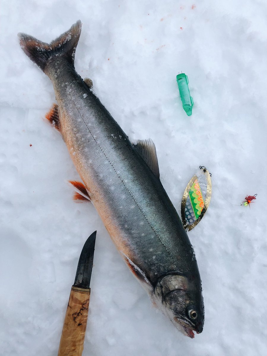 monnihimari's tweet photo. Tunturijärvien raunottaret pääsevät pian suolaan ja savuun.❤️🐟
#pilkkiminen #rautu #raunotar https://t.co/1tlW8vN4Zx