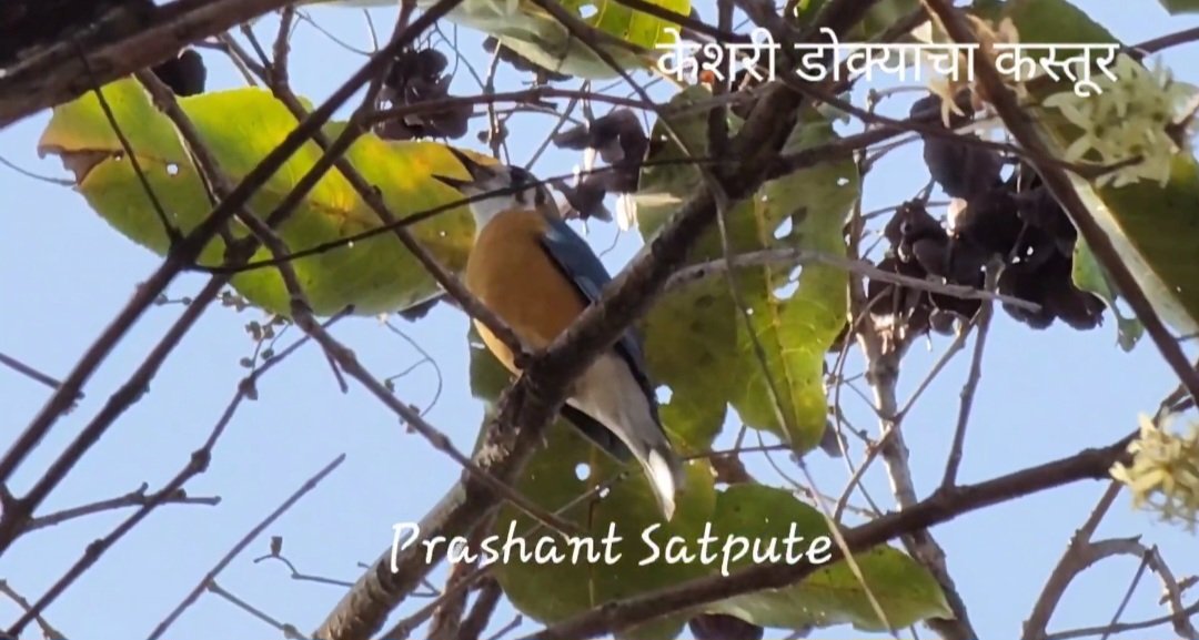pacific7sons's tweet photo. #कस्तूर #orangeheadedthrush @WildlifeMag #birdphotography #nature #BirdsPhotography #birdwatching #wildlifephotography #naturephotography #bird #wings #wildlife @AnimalPlanet @AnimalPlanetIn #BirdTwitter #guiding #naturelovers #trips #Tours @NatGeo @NatGeoWild https://t.co/8Q4Ge9Jbmu