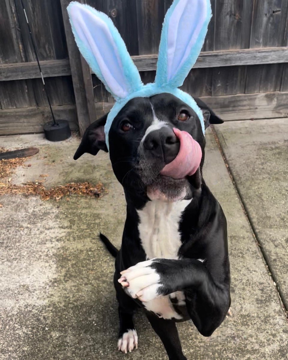 Pup_Prometheus's tweet photo. Happy #Easter2023 from prometheus! The cutest bunny out there! #dogsoftwitter https://t.co/xWycCp3pfo
