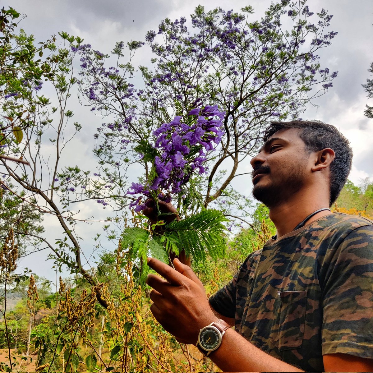 Manish9225's tweet photo. #TheCoreLife
#Lifeinwoods
#MelghatTigerReserve 🐯
Jacaranda tree ( नील मोहर ) Family: Bignoniaceae. The species Jacaranda mimosifolia. It can be found growing wild in Central America, the Caribbean, Spain, southern and northern Africa, China, and Australia https://t.co/CSxFRDGIe9