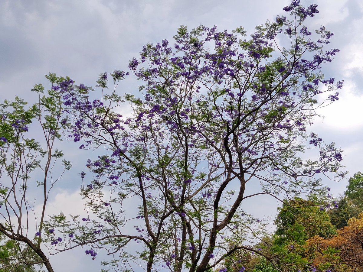Manish9225's tweet photo. #TheCoreLife
#Lifeinwoods
#MelghatTigerReserve 🐯
Jacaranda tree ( नील मोहर ) Family: Bignoniaceae. The species Jacaranda mimosifolia. It can be found growing wild in Central America, the Caribbean, Spain, southern and northern Africa, China, and Australia https://t.co/CSxFRDGIe9
