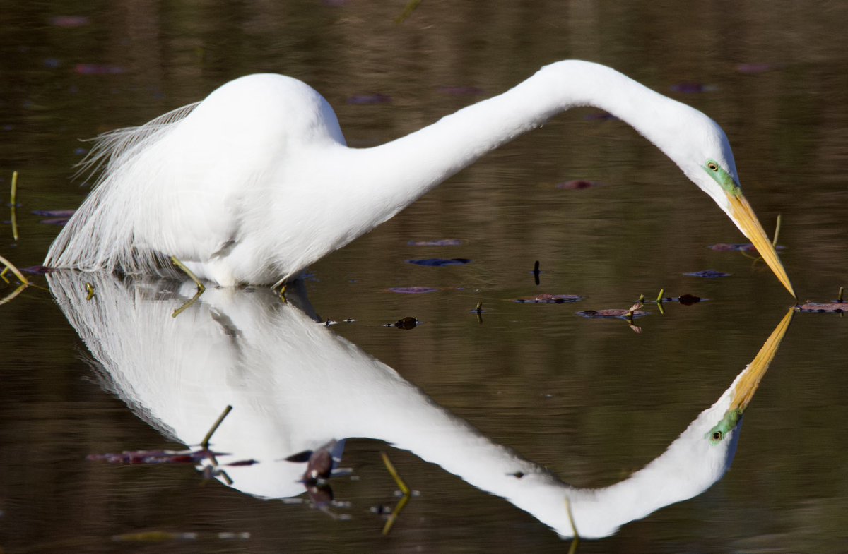 Egret symmetry. #TwitterNatureCommunity #CTNatureFans #birdphotography #egret #AprilWaterChallenge