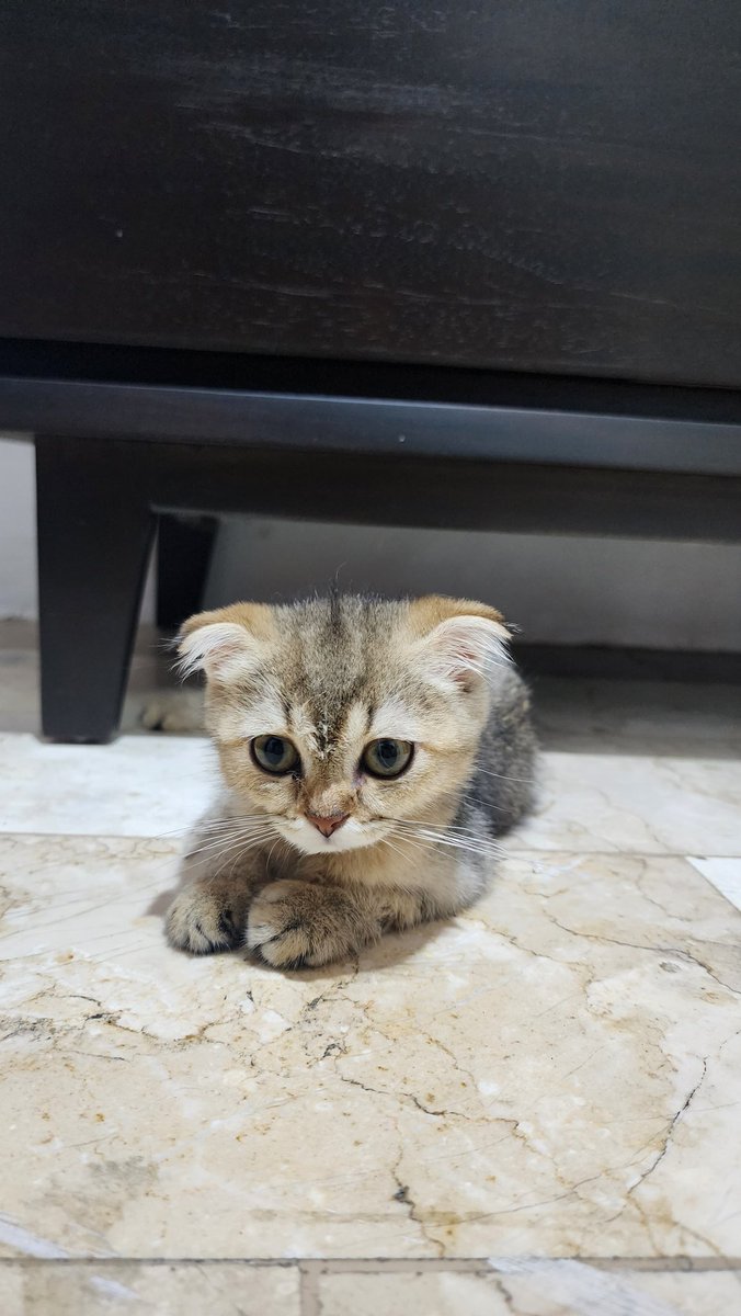 epeiphanyjin's tweet photo. Togepi is home! Decided to take care of her at home and give all her meds religiously.💜

She is 4mos old and still soo small. I have to inject her 2nd dose of GS by myself tanayt!

I have 99.9% confidence giving IV/SC/ID meds to any human being. But to a kitten? I have 🤏🤏🤏 😅 https://t.co/HoHJRXtXkU