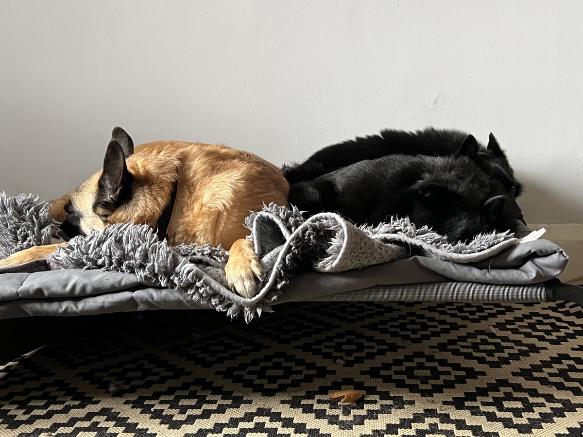 You’ve heard of the ‘Good Friday Agreement’ well this is the Easter Monday Agreement. #Belgianmalinois #Schipperke