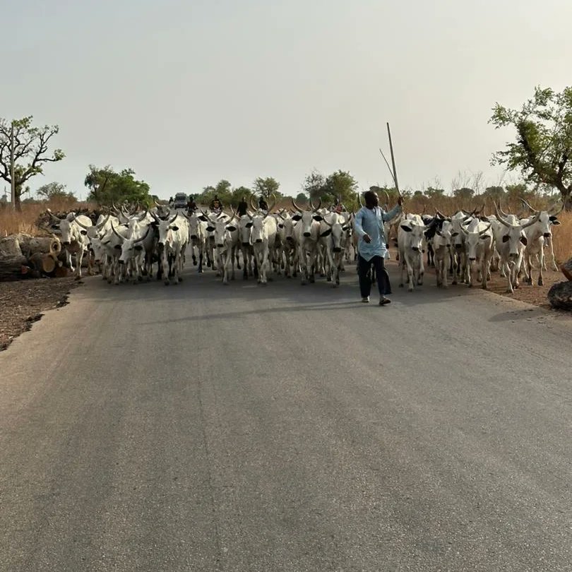 defencemediaops's tweet photo. Anti-Banditry Campaign: Troops of Operation Hadarin Daji Neutralize Bandits, Recover Arms, Ammunition and Rustled Animals in Zamfara and Katsina States |
 https://t.co/zCVpQSttuI https://t.co/eKWjdQmVmM