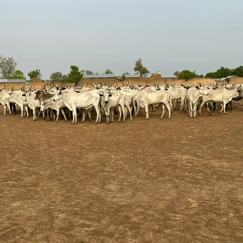 defencemediaops's tweet photo. Anti-Banditry Campaign: Troops of Operation Hadarin Daji Neutralize Bandits, Recover Arms, Ammunition and Rustled Animals in Zamfara and Katsina States |
 https://t.co/zCVpQSttuI https://t.co/eKWjdQmVmM