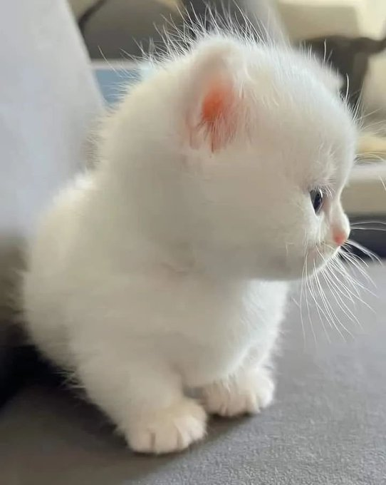 yoocamii30's tweet photo. The most healing our little cutie🤗 https://t.co/vS6MO6s7ab