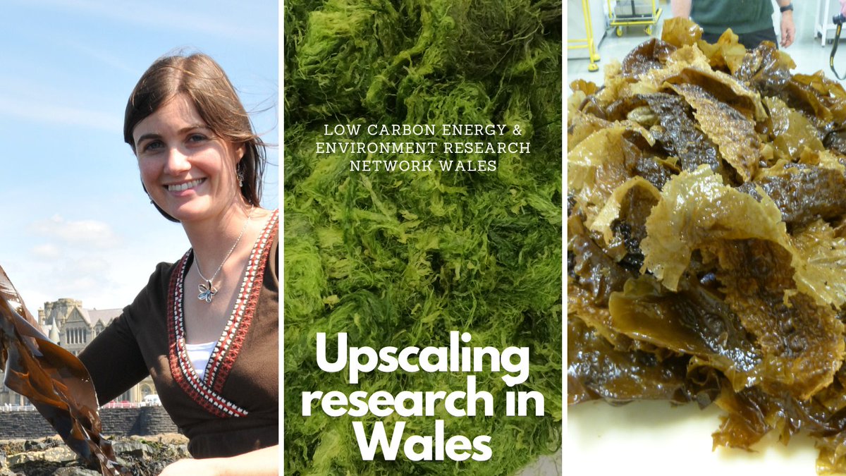 Low Carbon Energy & Environment Research Network (@lceernw) on Twitter photo Yma mae Dr Jessica Adams yn canmol y cymwysiadau eang o gwymon sy'n dal a storio carbon! 🧪
Darganfyddwch sut gwnaeth grant cymrodoriaeth i ddychwelyd i ymchwil gan y  rhwydwaitn ymchwil, ei galluogi i gydweithio a diwydiant ac ehangu ei thîm ymchwil.
lceernw.ac.uk/2023/03/31/par… Yma mae Dr Jessica Adams yn canmol y cymwysiadau eang o gwymon sy'n dal a storio carbon! 🧪
Darganfyddwch sut gwnaeth grant cymrodoriaeth i ddychwelyd i ymchwil gan y  rhwydwaitn ymchwil, ei galluogi i gydweithio a diwydiant ac ehangu ei thîm ymchwil.
lceernw.ac.uk/2023/03/31/par…