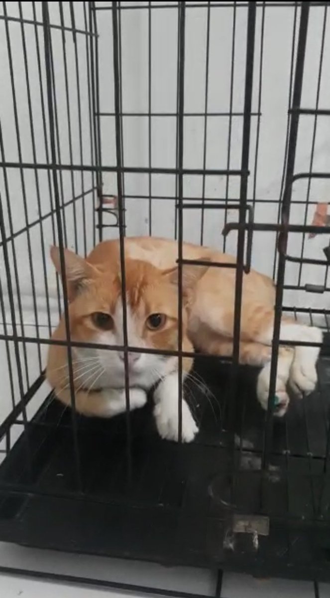 deoswndr's tweet photo. TELAH HILANG!!
Kucing kami, Posin.
Di sekitaran Duta Harapan (Telaga Petshop)-Wisma Asri Bekasi
Ciri-ciri:
- Warna Kuning-Putih
- Buntut cuma bunder doang
- Ada luka di kaki kanan (seharusnya sih belum hilang bener)

Mohon jika ada yg melihat, boleh info ke sini ya. Terima kasih. https://t.co/XCSVNDemcr