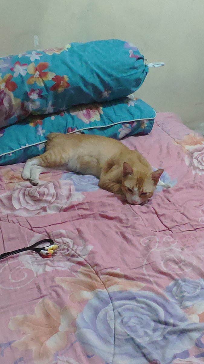 deoswndr's tweet photo. TELAH HILANG!!
Kucing kami, Posin.
Di sekitaran Duta Harapan (Telaga Petshop)-Wisma Asri Bekasi
Ciri-ciri:
- Warna Kuning-Putih
- Buntut cuma bunder doang
- Ada luka di kaki kanan (seharusnya sih belum hilang bener)

Mohon jika ada yg melihat, boleh info ke sini ya. Terima kasih. https://t.co/XCSVNDemcr