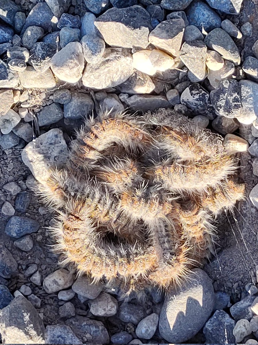 Je reprends le fil avec une phase "d'enterrement" de chenilles processionnaires du pin.