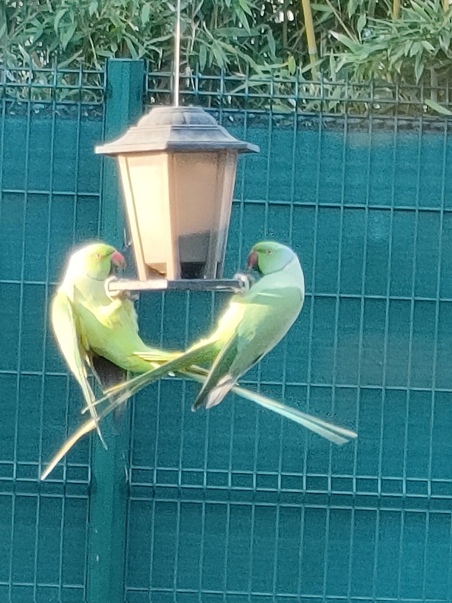 Visite de perruches a collier sur l'agrainoir des mésanges...