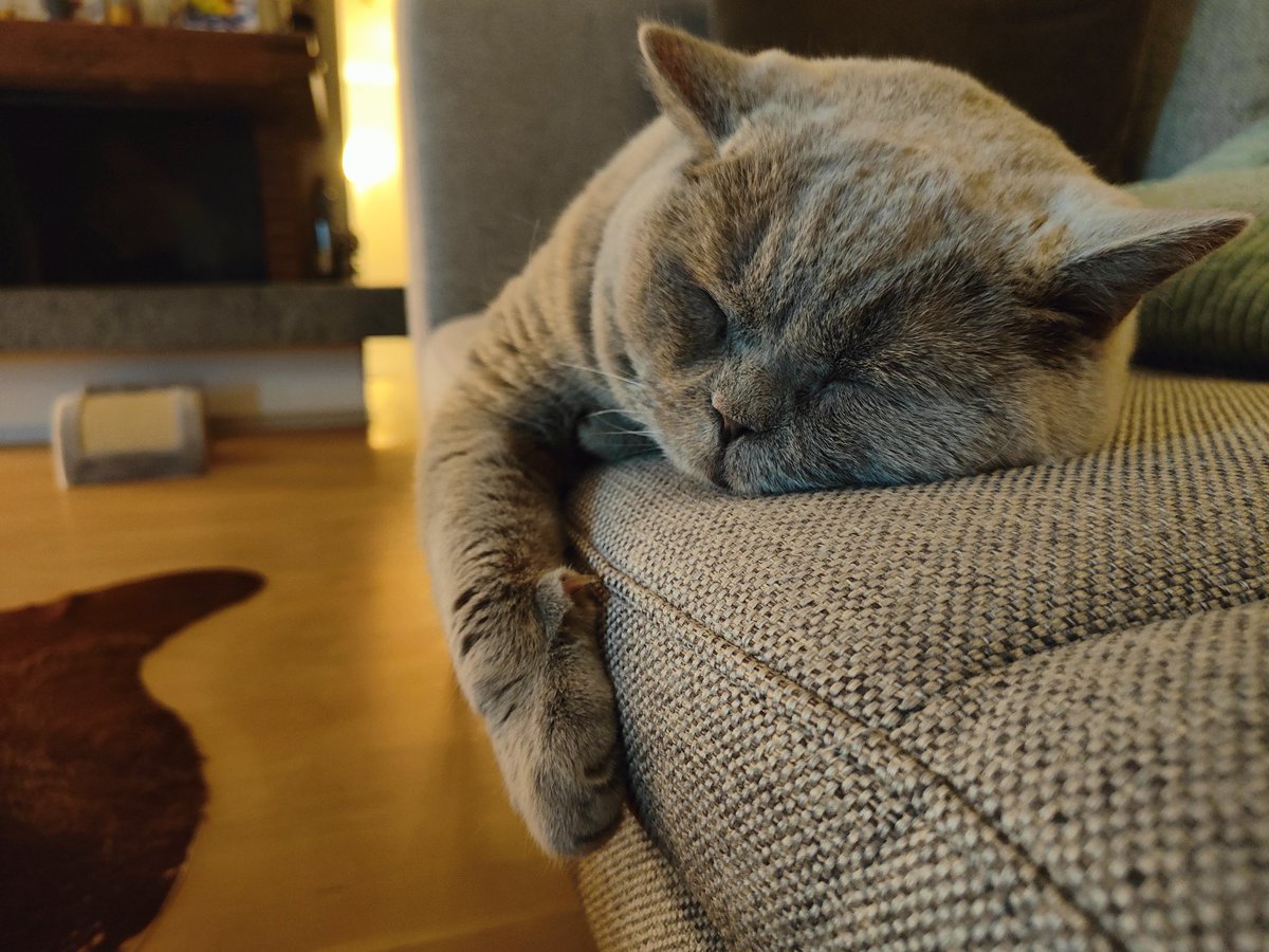 Noikel's tweet photo. @lavensonadora LG zrügg 😁😺 https://t.co/wibSjDLk7y