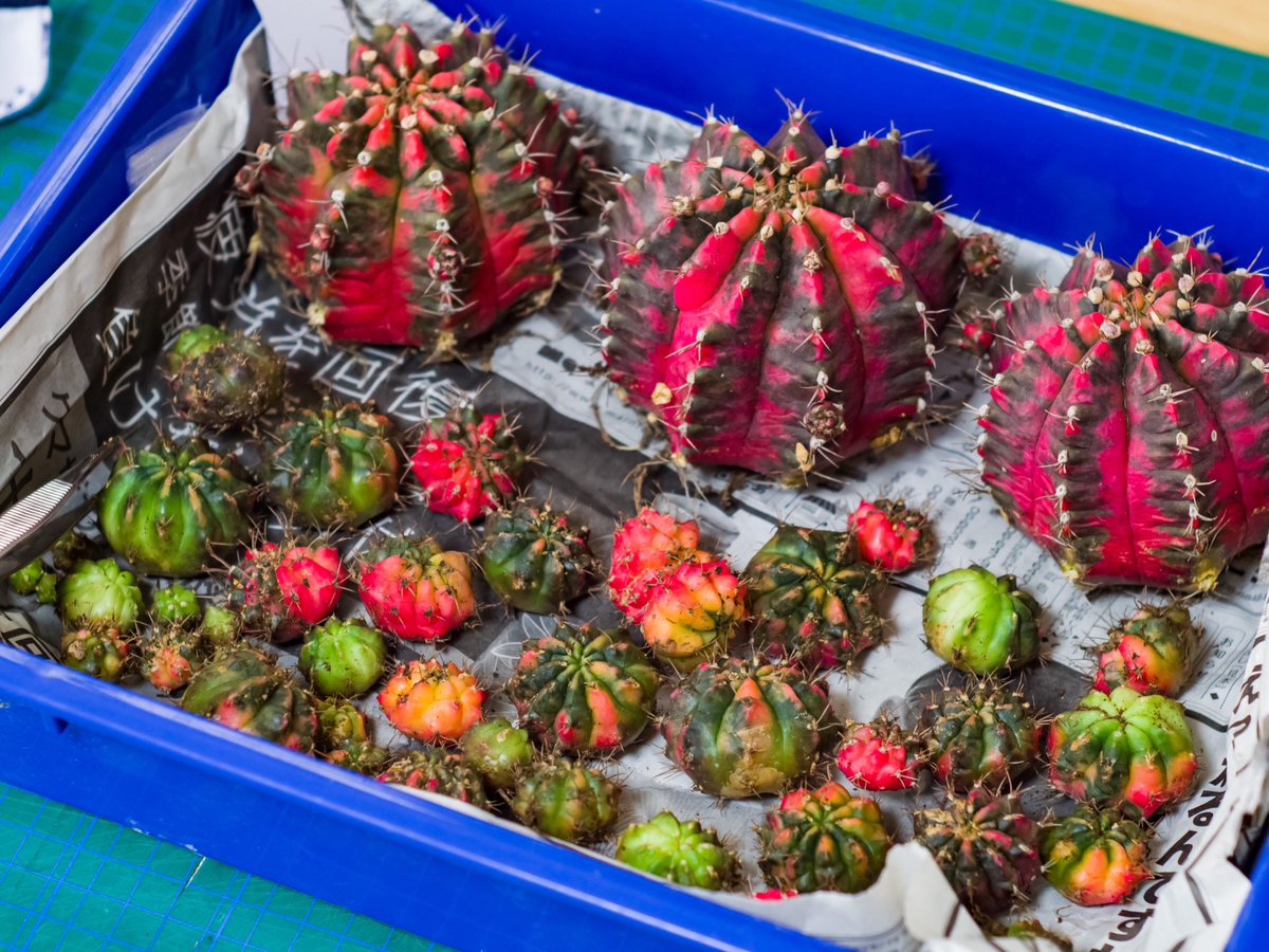 KohNish's tweet photo. 気がついたら
サボテンが増えていた

#ミハノビッチ #緋牡丹錦
#cactus #サボテン https://t.co/vFB1o5XjvQ