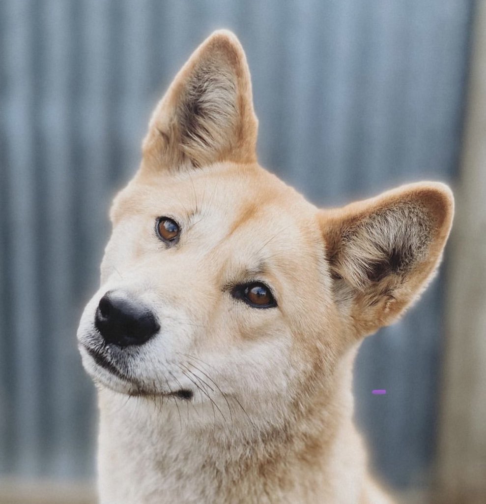 dingolabs.eth - dingo nfts, ai, products soon 🇦🇺 tweet media