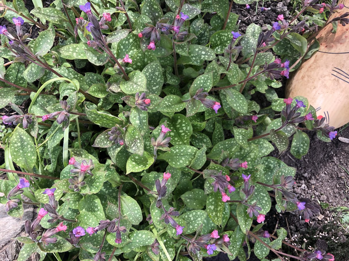 Ben Koks tweet media