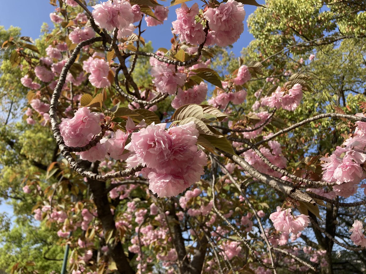 officekumahige's tweet photo. #本日のラン〜#ガチゆる
約13.2km　1時間20分35秒　平均6分06秒/km
アップ3km、ガチ〜4分02秒、ゆる約9.2km

今日も午後からひとっ走り。

ソメイヨシノは散っちゃってますが、八重桜は今が満開！

#さくら通り #安威川 #お花見ラン #ランプラ #今月も100km目標 #ミズノ #WAVESHADOW https://t.co/1YbSbh56eq