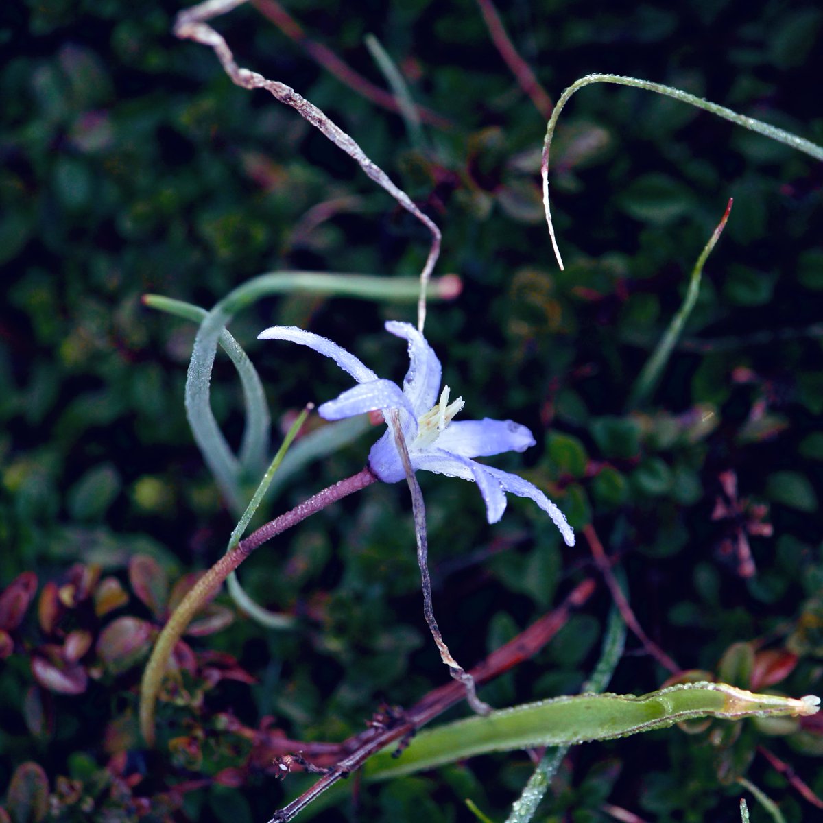 CChamaeleon's tweet photo. Un matin au jardin botanique 💚🩵💜🌱🫧🪻 https://t.co/09K4sryfob