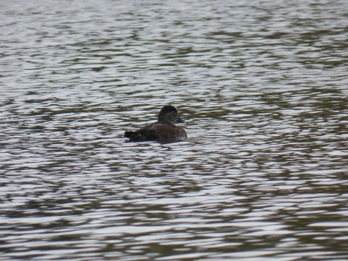 gardenbirder1's tweet photo. After a couple of weeks on the #ExeterRewilding field course and learning all things 'rewilding' it was nice to spend a few days back in Cornwall. Highlights included my 1st Woodchat Shrike, the Helston Ring necked duck and some smart Reed Buntings. @CBWPS1 @CharlotteFoote5 https://t.co/76rjU5zbEJ
