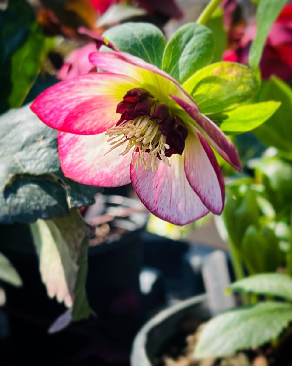 Morning!
#hellebore #springflowers #midwestgardening #springblooms #plants