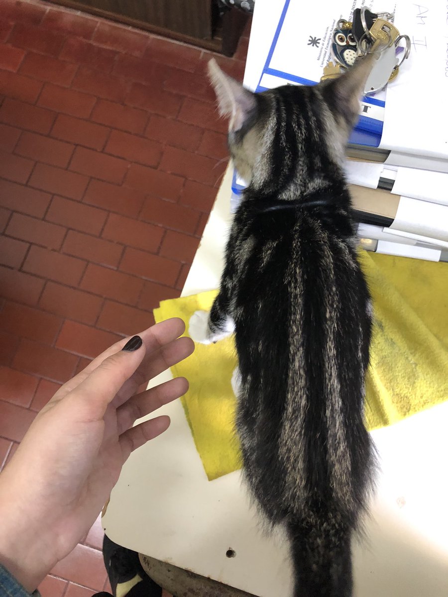 dairant_'s tweet photo. Ok yo de nuevo, saben. Volvió a aparecer un michi en la facu pero esta vez es súper bebé. No se si gatita o gatito pero apareció en la ventana de una oficina hoy en la UTN FRCU. Super tranqui es.
Si alguien sabe si tiene dueño/a o si quiere adoptar, ya sabe.
Gracias 🥲 https://t.co/9p4FMY4qnu