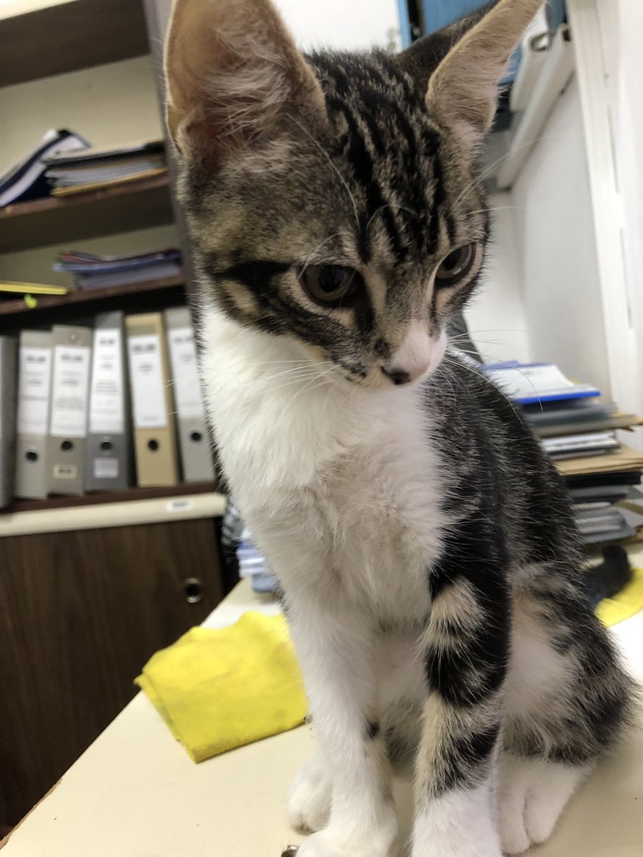 dairant_'s tweet photo. Ok yo de nuevo, saben. Volvió a aparecer un michi en la facu pero esta vez es súper bebé. No se si gatita o gatito pero apareció en la ventana de una oficina hoy en la UTN FRCU. Super tranqui es.
Si alguien sabe si tiene dueño/a o si quiere adoptar, ya sabe.
Gracias 🥲 https://t.co/9p4FMY4qnu