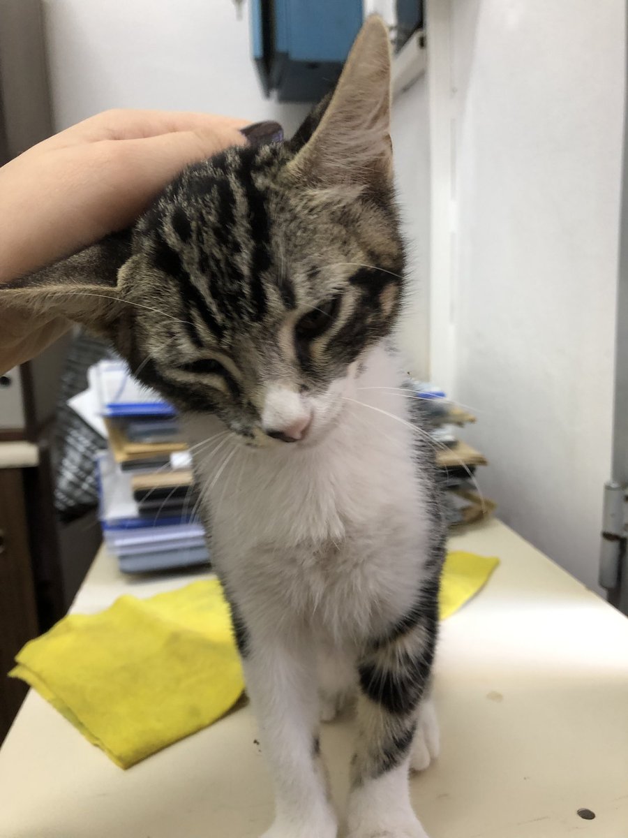 dairant_'s tweet photo. Ok yo de nuevo, saben. Volvió a aparecer un michi en la facu pero esta vez es súper bebé. No se si gatita o gatito pero apareció en la ventana de una oficina hoy en la UTN FRCU. Super tranqui es.
Si alguien sabe si tiene dueño/a o si quiere adoptar, ya sabe.
Gracias 🥲 https://t.co/9p4FMY4qnu
