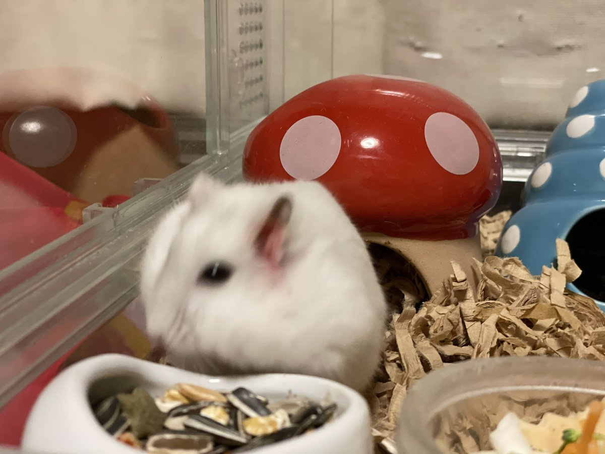 hlUutqn1jmsFbvW's tweet photo. ヤドカリハウスが好きなハムスターA hamster who likes hermit crab house #さくらちゃん🌸 #CherryBl... https://t.co/qXPA0ceadD @YouTubeより https://t.co/CLZ7RgfKqF