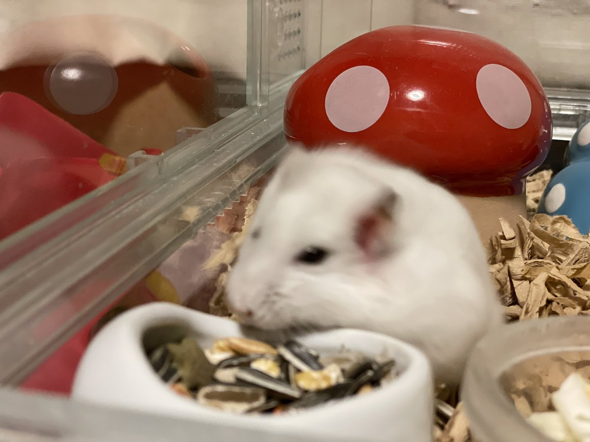 hlUutqn1jmsFbvW's tweet photo. ヤドカリハウスが好きなハムスターA hamster who likes hermit crab house #さくらちゃん🌸 #CherryBl... https://t.co/qXPA0ceadD @YouTubeより https://t.co/CLZ7RgfKqF