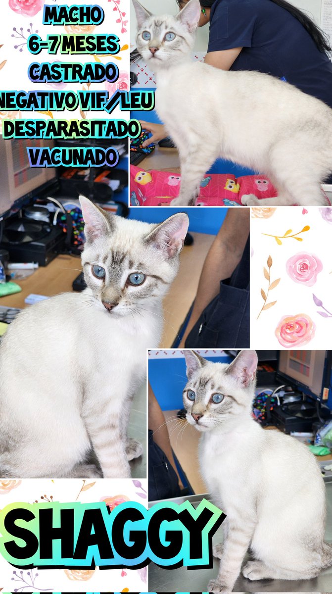 gatitosasalvo's tweet photo. #FamiliaFelina
Estos 4 peques buscan #AdopciónResponsable #CDMX

Son super cariñosos, platicones, ronroneadores y juguetones.

Buscan a su compañero de vida.

Adopta, pero si no puedes, ayúdanos con RT

Todos los gatitos merecen tener casita, ser amados y bien alimentados.

Info ×DM