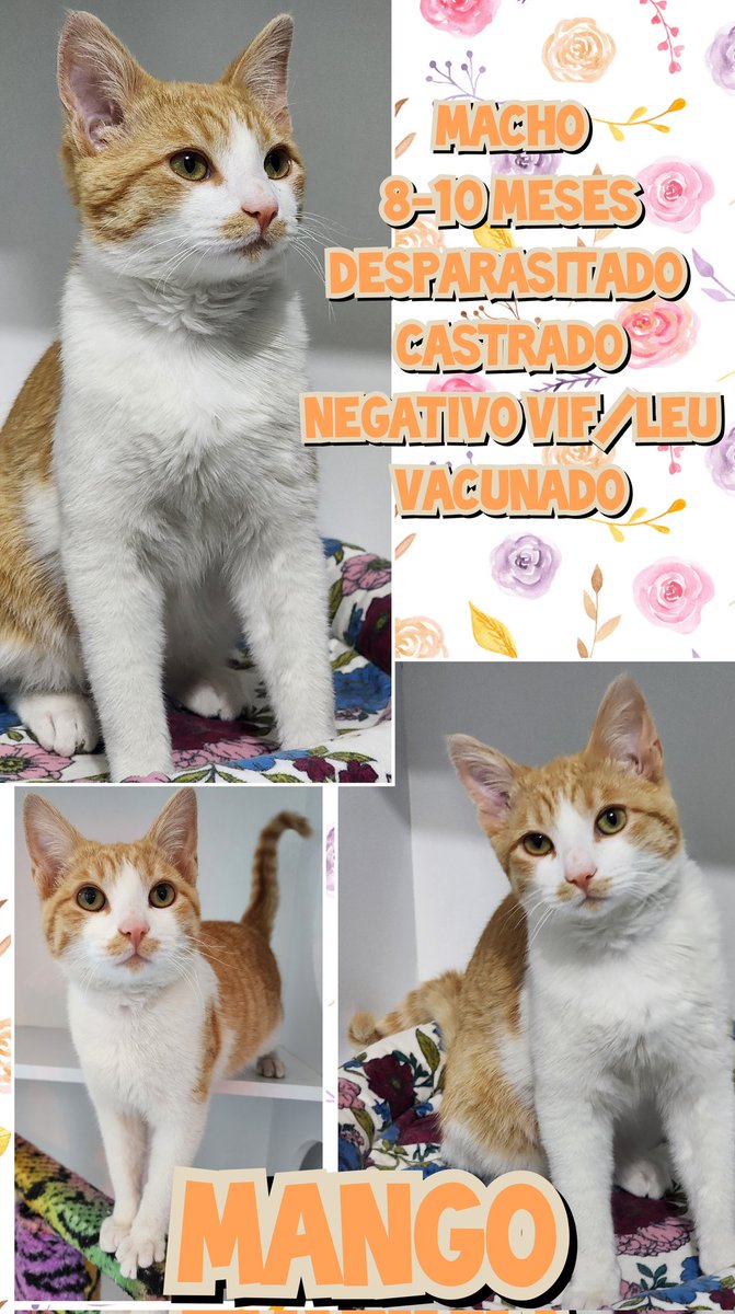 gatitosasalvo's tweet photo. #FamiliaFelina
Estos 4 peques buscan #AdopciónResponsable #CDMX

Son super cariñosos, platicones, ronroneadores y juguetones.

Buscan a su compañero de vida.

Adopta, pero si no puedes, ayúdanos con RT

Todos los gatitos merecen tener casita, ser amados y bien alimentados.

Info ×DM