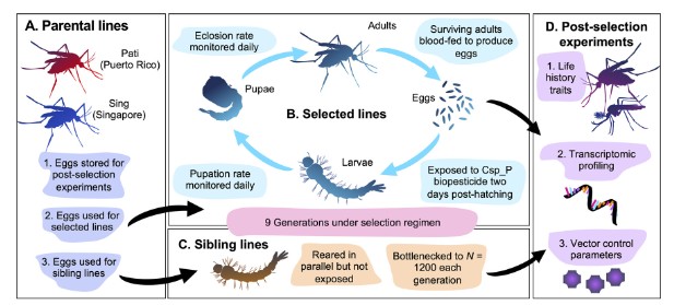 #MicrobiologyMonday: Researchers developed a bacterial biopesticide w/ strong mosquitocidal activity. Sublethal doses did not select for resistance, nor did they influence mosquitoes' susceptibility to dengue virus or chemical insecticides. <a href="/mbiojournal/">mBio</a>: asm.social/18g