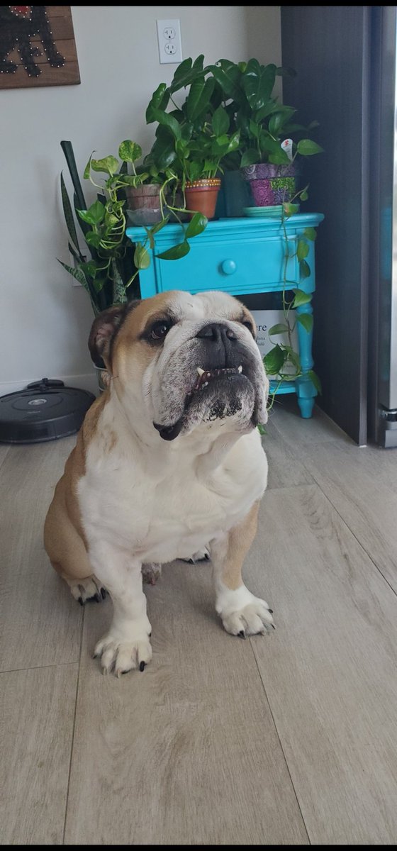 gastonGrooming's tweet photo. "Attention English bulldog owners! 🐶🧡 If you want to keep your furry friend's coat healthy and shiny, try Thrischlor 4% shampoo! It's gentle, effective, and highly recommended by veterinarians. #bulldoglove #dogcare #Thrischlor4%" https://t.co/9NuWKzEC03