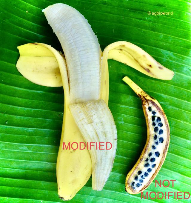 Channa Prakash on Twitter "Banana, modified vs. not modified