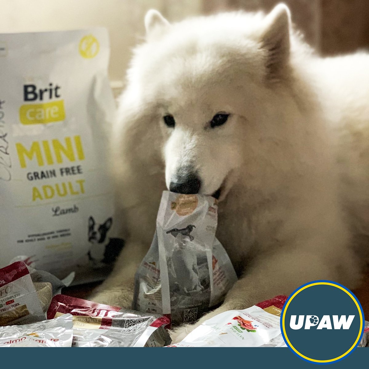 UPAW_Ukraine's tweet photo. Recipe for the happiness of 4,635 🐶🐱 and hundreds of👩‍👩‍👦who care for them: add 20% of Ukrainian pet food to 66% of the overseas one, season the mix with 12% of treats from 🇭🇺, add a pinch of 🐴food. For dessert, we add 4 generators for vet clinics.
Delivery to Zaporizhzhia✅ https://t.co/XnGG7lbGcC