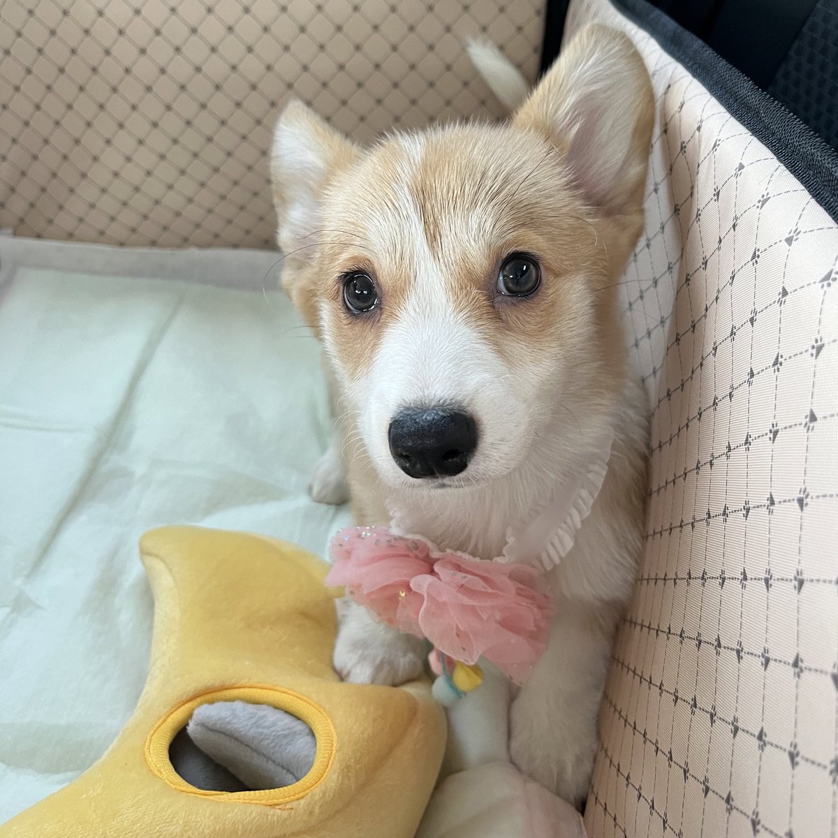 ココアまる、さくら🌸 tweet media