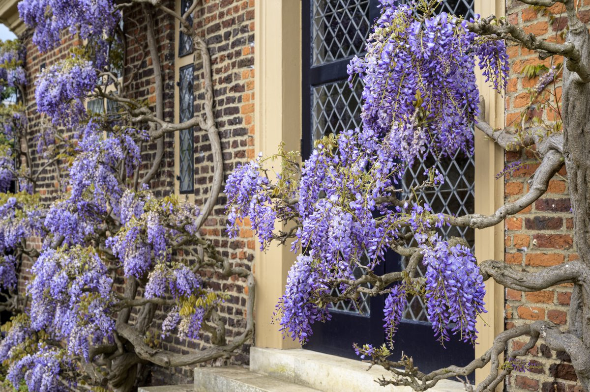 We're more than a little excited our wisteria is starting to bloom! 🌸
The cascade of 11 gorgeous wisteria trees will soon cover the sunny wall of our Orangery café.
📷NT / Chris Davies

#Blossom #Blossomwatch #wisteria #garden #VisitRichmond #RHSPartnerGarden #RHSPartnerGardens
