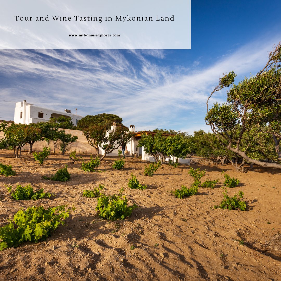 Enrolling in this tour offers a fantastic opportunity to visit the picturesque Greek wineries and fulfill your dream of exploring the local amenities and sampling some great wine.

Book now 👉 tinyurl.com/ht4t72ve

#MykonosExplorer #DiscoverMykonos #Greece #experience #Mykonos