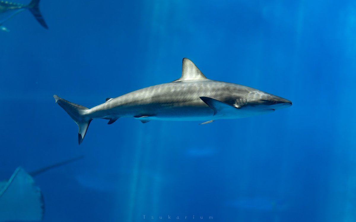 ジンベエザメやマンタに目を奪われがちな美ら海水族館の大水槽
水槽の上の方に目を向けると水族館だとあまり見かける機会がないホウライザメというサメが泳いでいるのでぜひ探してみてください