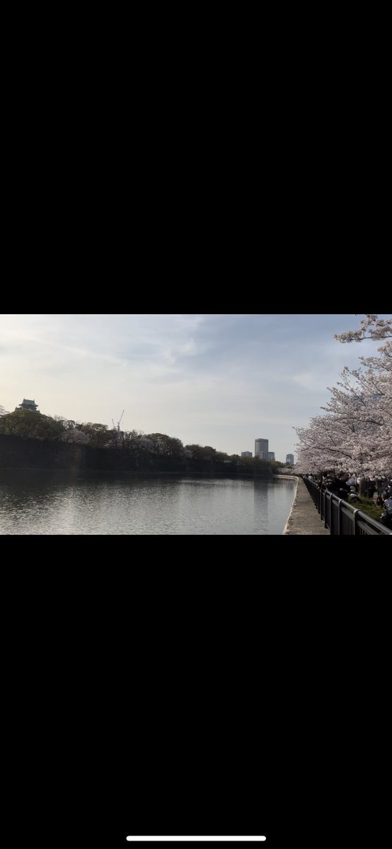 GM🌸 Sakura cherry blossoms in season!