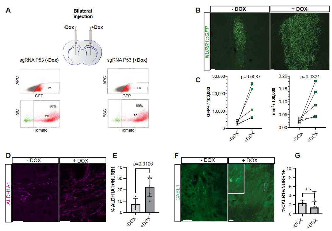 Interesting <a href="/biorxivpreprint/">bioRxiv</a> from <a href="/studerl/">Lorenz</a> &amp; colleagues using in vivo CRISPR-Cas9 screen to identify p53-mediated apoptotic cell death as major contributor to dopamine  neuron loss &amp; uncovered a causal link of TNFa-NFκB signaling in limiting cell survival
biorxiv.org/content/10.110…
