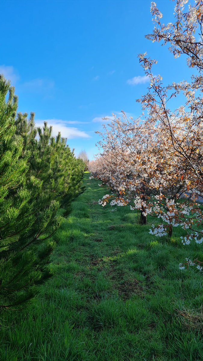 IrishTreeCentre's tweet photo. Happy Easter to you all from the Irish Tree Centre

Simply had to put up this lovely image of our avenue of Amelanchier lamarckii in flower.

Enjoy

Peadar and the Irish Tree Centre Team

https://t.co/eNzM6Gynje https://t.co/4Vm63VXANz