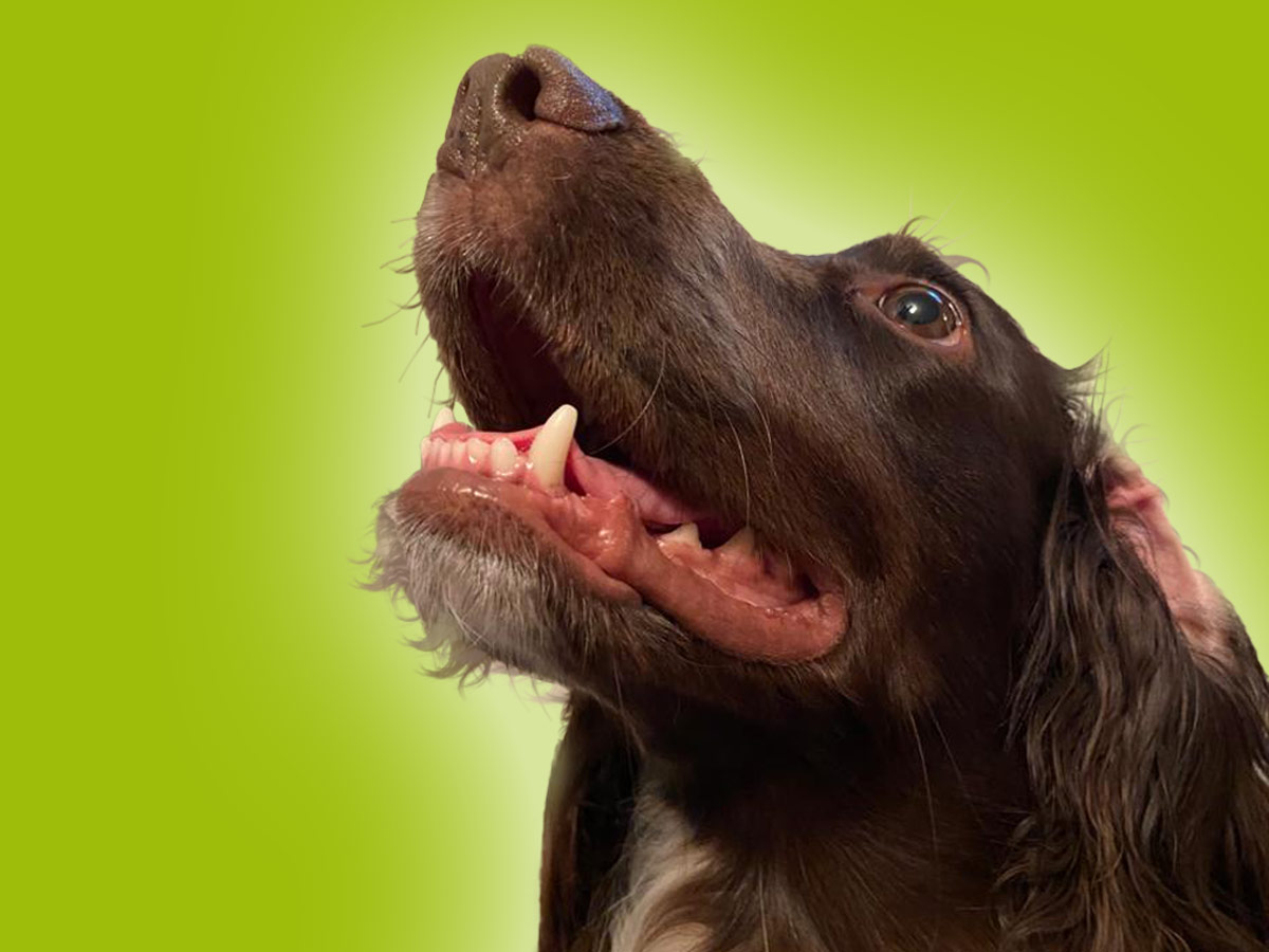 cocker_crazy's tweet photo. Looking After Your Cocker Spaniel’s Teeth 
https://t.co/jxdFzyi5e6 
#cockerspanielsofinstagram #cockersofinstagram #cockerpuppy #spanielsofinstagram #cockerdream #cockerspanielclub #showcocker #cockerspaniels #cockergram #cockerspanielsofig #cockercrazy #spaniel #spanielsofinsta https://t.co/RgXRhBfZlT